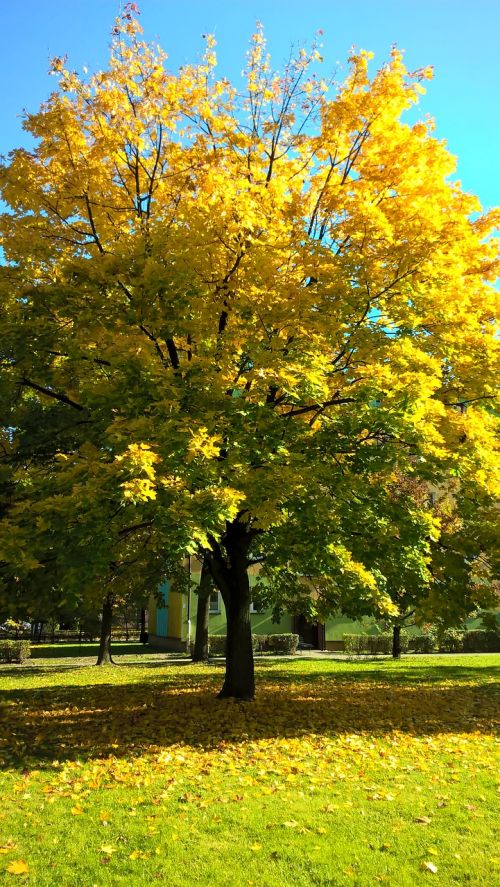 tree autumn yellow leaves