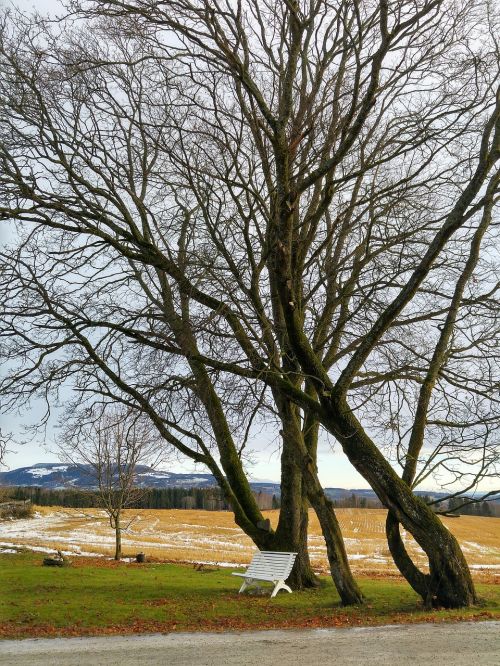 tree bench field