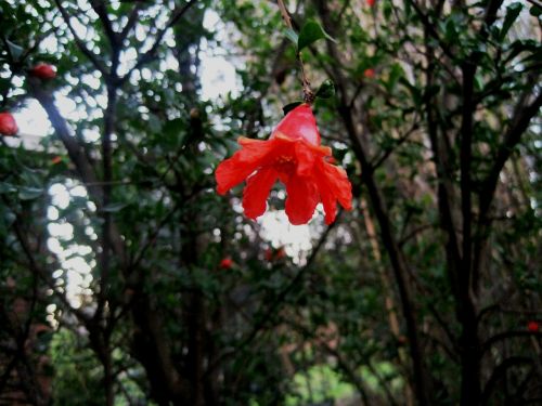 tree pomegranate flower