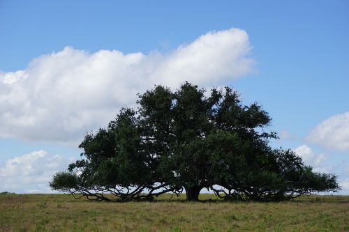 tree oak tree blue sky