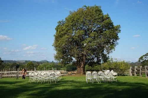 tree wedding outdoor setting