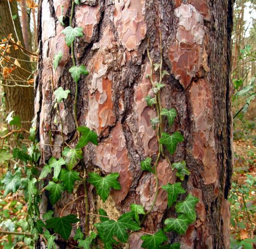 tree log bark