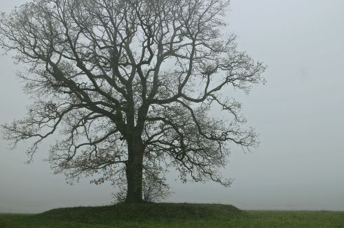 tree fog shadow