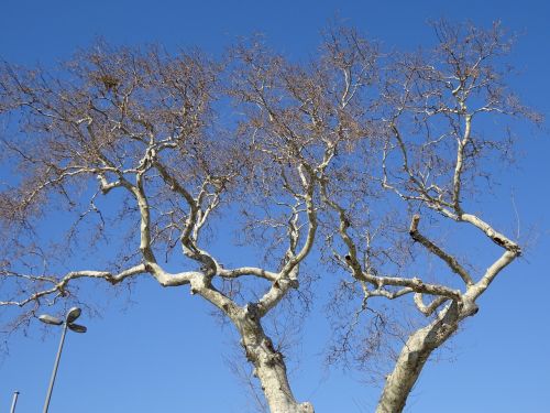 tree branches blue