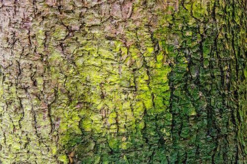 tree forest moss