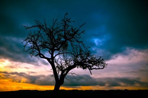 tree sunset landscape