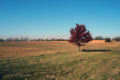 tree autumn fall