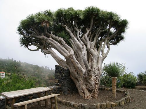 tree nature landscape