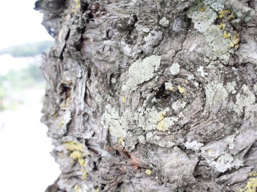 tree eyes nature