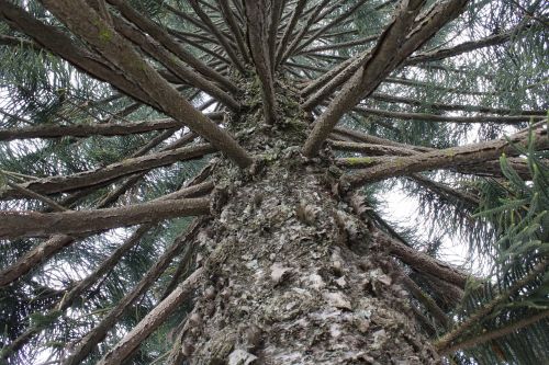 tree view branch