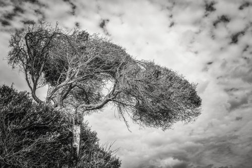 tree sky clouds