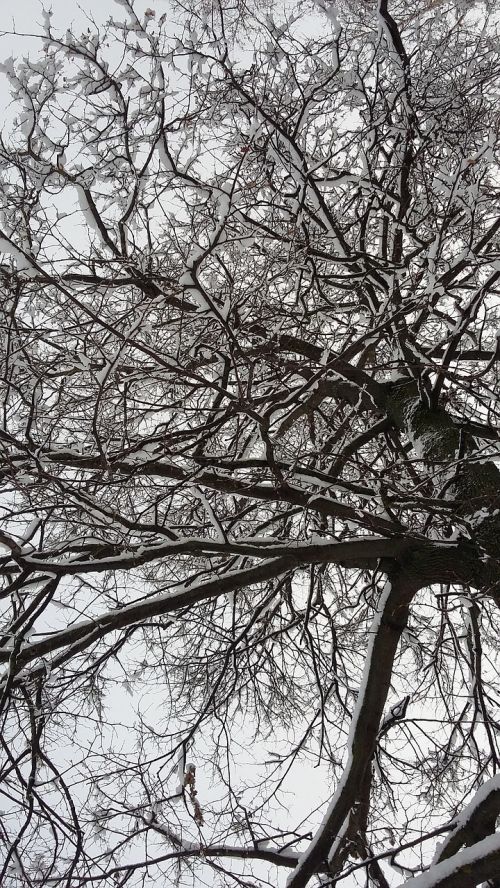 tree snow winter