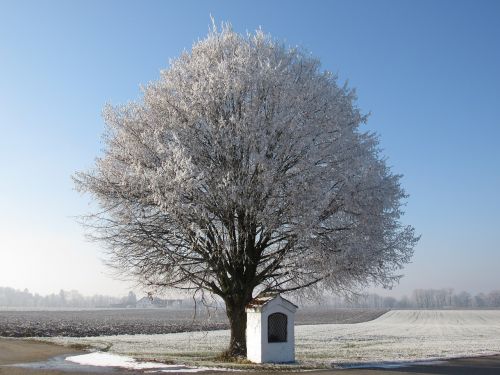 tree frost hoarfrost