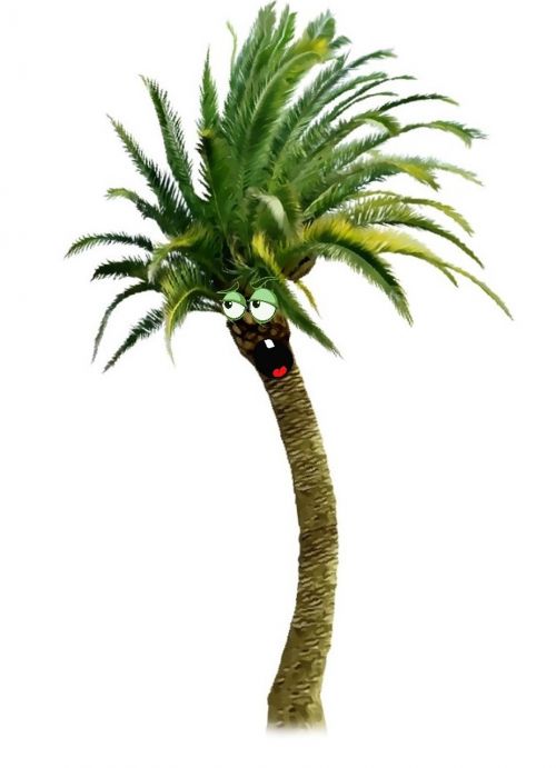 tree nature palm