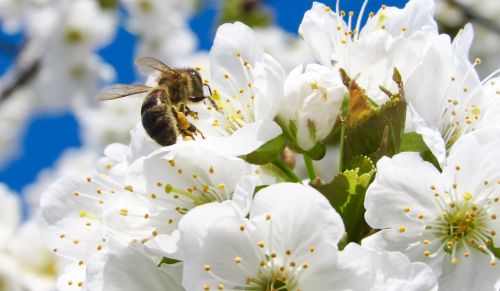 tree bee flower