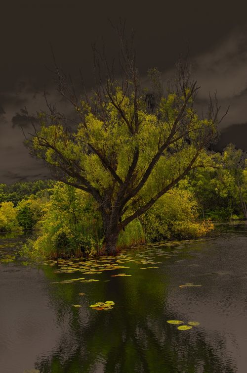 tree lake moody