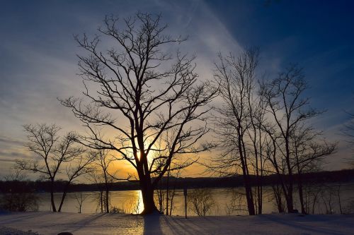 tree silhouette sunset