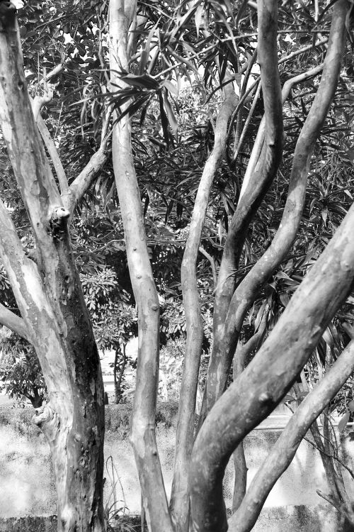 tree abstract back and white