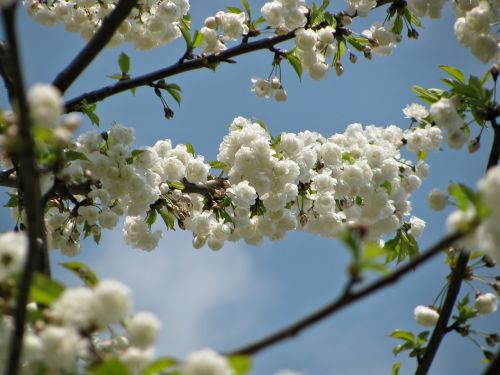 tree blossom blossoms