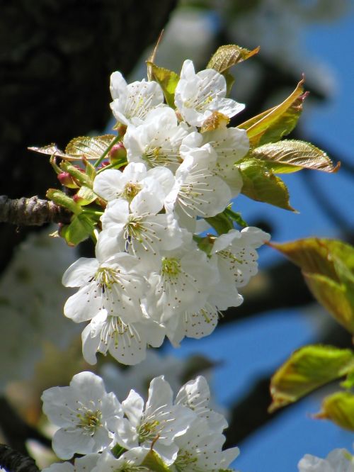 tree blossom blossoms