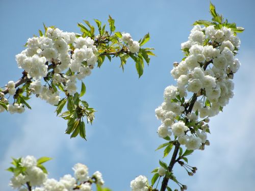 tree blossom blossoms