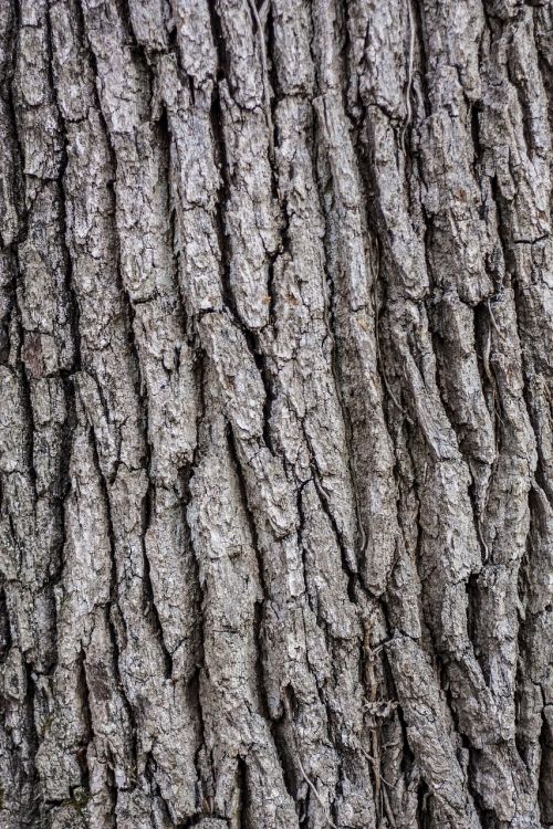 tree bark wooden