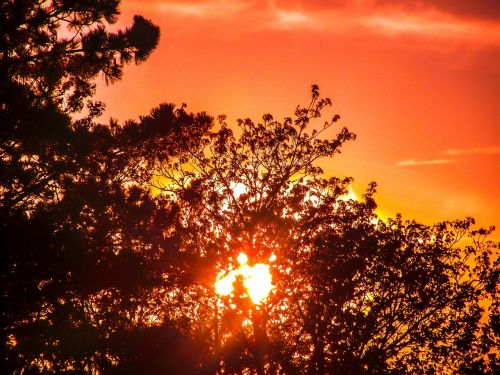 tree bush landscape