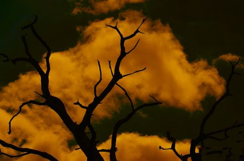 tree sky dramatic