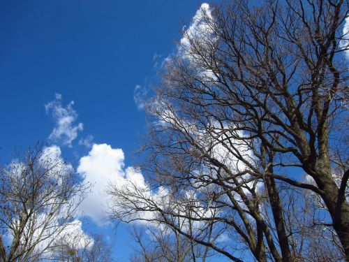 tree kahl cloud