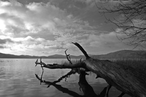 tree laacher lake lake