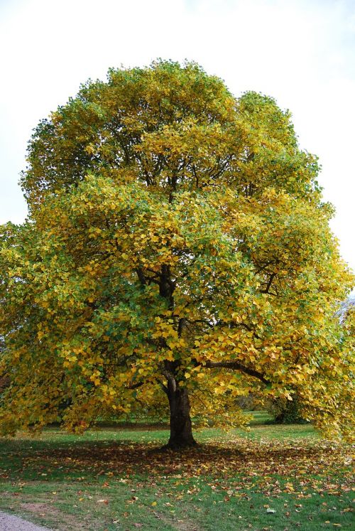 tree autumn golden autumn