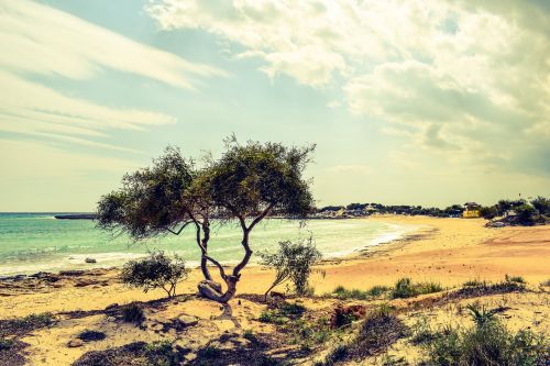 tree dunes sea