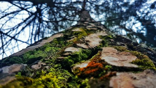 tree green bark