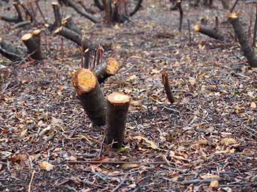 tree stubs park