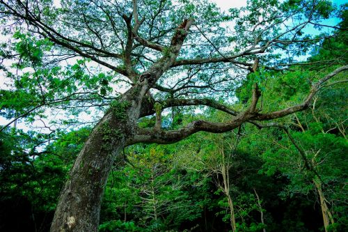 tree nature green