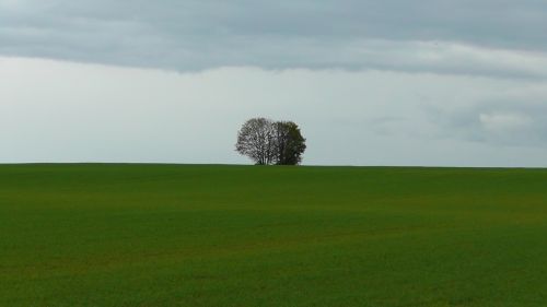 tree landscape nature