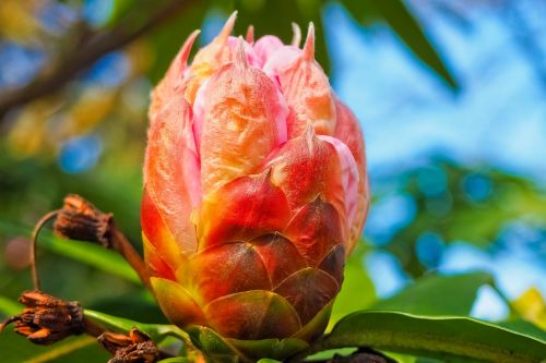 tree blossom bloom