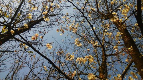 tree spring sky