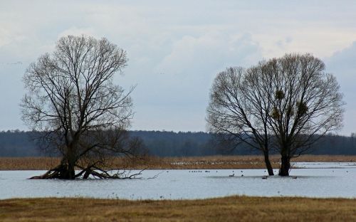 tree river water