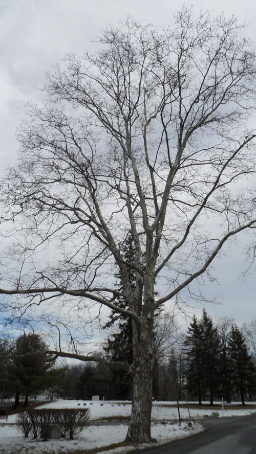 tree birch tall