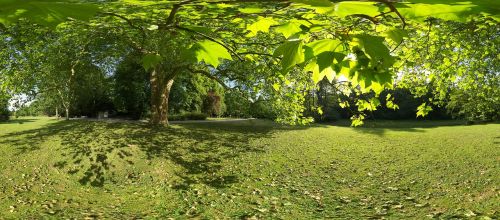 tree panorama landscape