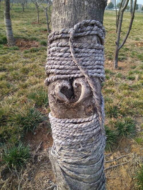 tree heart plant