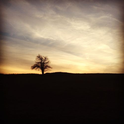 tree landscape season