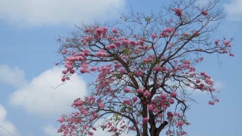 tree pink flowers blue sky