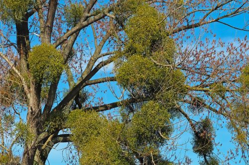 tree mistletoe make the most of