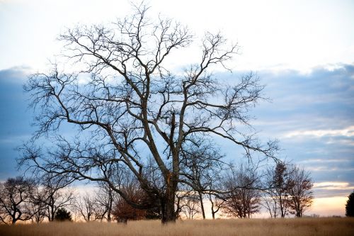 tree field landscape