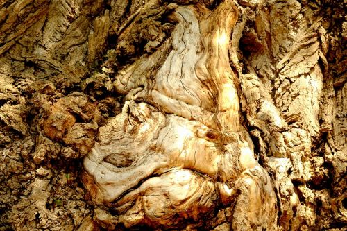 tree bark log