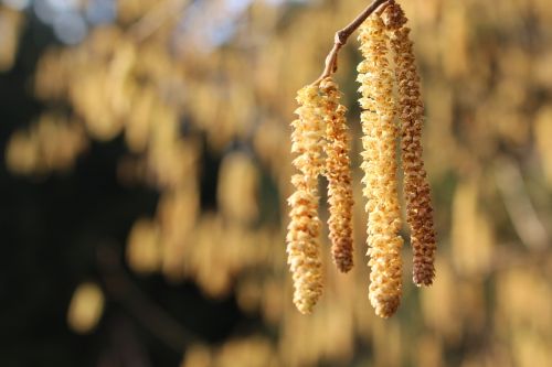 tree flower spring