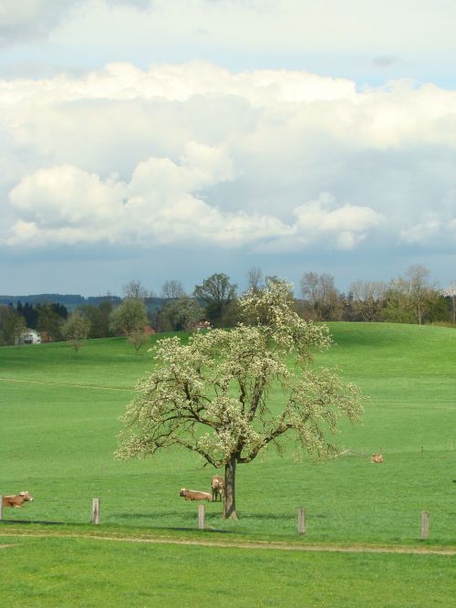 tree clouds reported