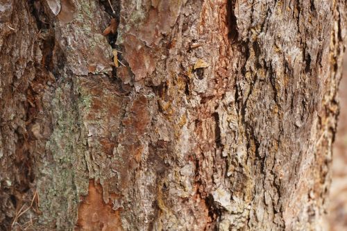 tree bark tree bark